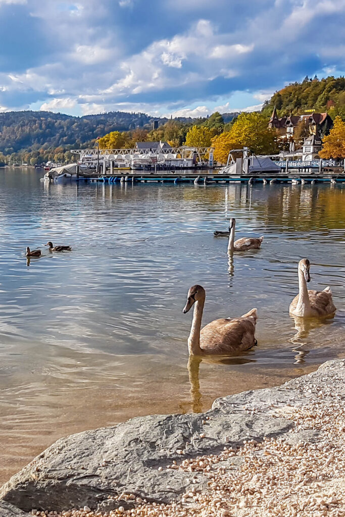 Schw&auml;ne und Enten schwimmen am Ufer eines Sees mit Steg und herbstlich gef&auml;rbten B&auml;umen im Hintergrund.