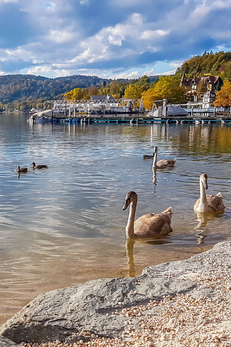 Schwäne und Enten schwimmen am Ufer eines Sees mit Steg und herbstlich gefärbten Bäumen im Hintergrund.