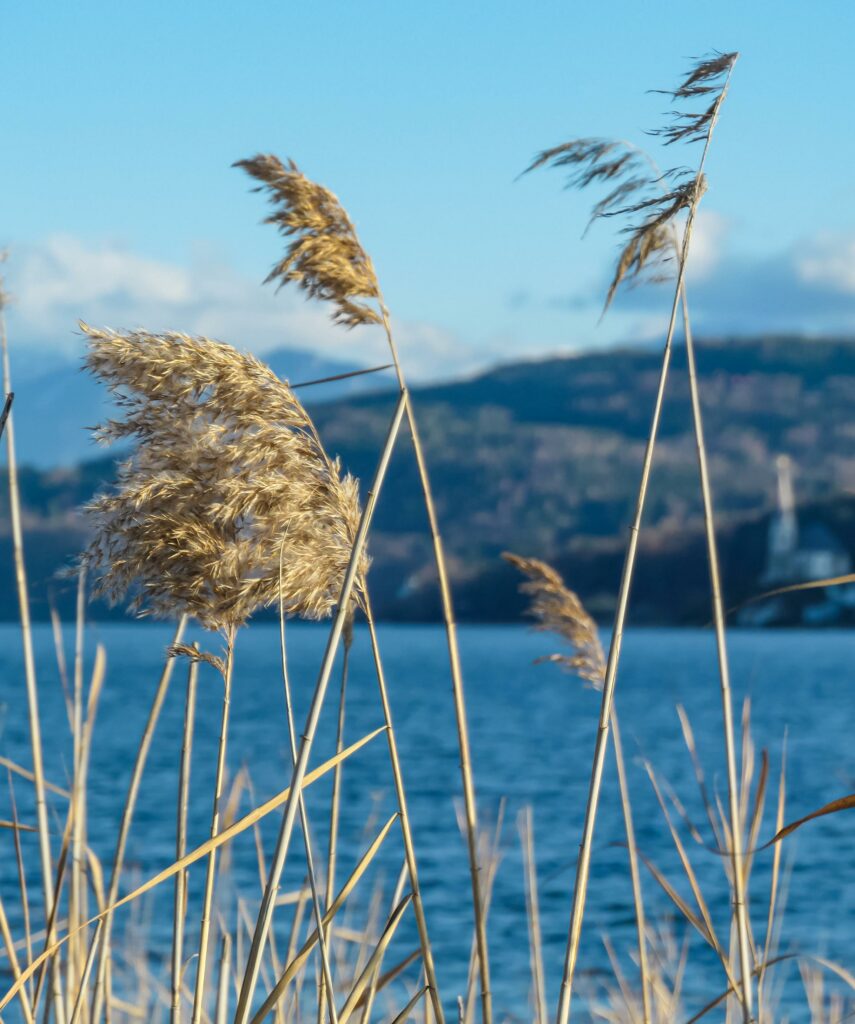 Goldenes Schilf im Wind am Ufer des W&ouml;rthersees, im Hintergrund sanfte H&uuml;gel und blauer Himmel &ndash; ein stimmungsvolles Herbstbild voller Ruhe und Natur.