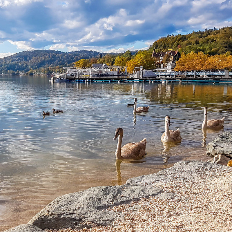Schwäne und Enten schwimmen am Ufer eines Sees mit Steg und herbstlich gefärbten Bäumen im Hintergrund.
